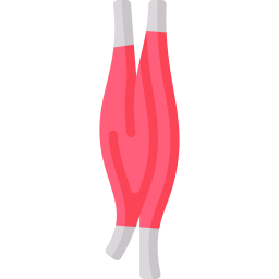 bicipite brachiale icona