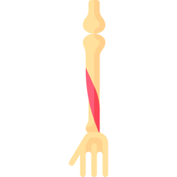 extensor largo del dedo gordo icono