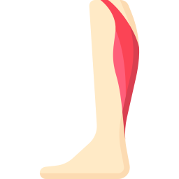 muscolo gastrocnemio icona