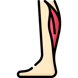 Gastrocnemius muscle icon