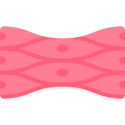 celula muscular Ícone
