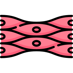 celula muscular Ícone