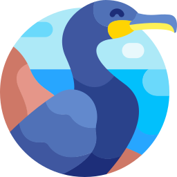 Great cormorant icon