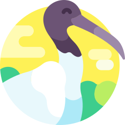 ibis icono