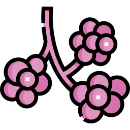 Alveoli icon