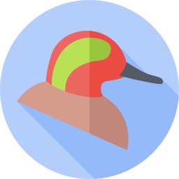 Common teal icon