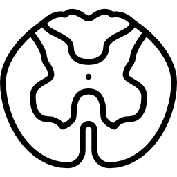 rückenmark icon