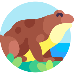 Water frog icon