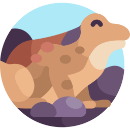 Disc tongued frog icon