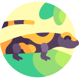 Fire salamander icon