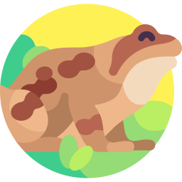 Обыкновенная лягушка иконка