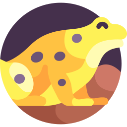 Gold frog icon