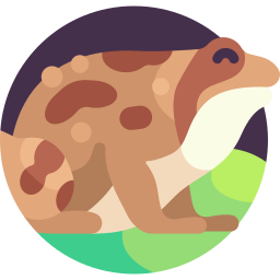 Ground frog icon
