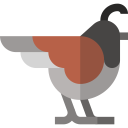 Quail icon