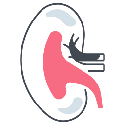 Kidney icon