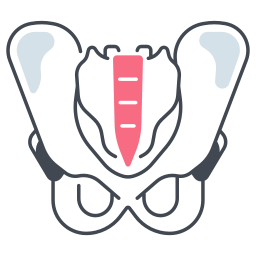 Pelvis icon