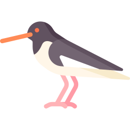 Oystercatcher icon