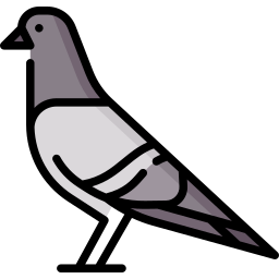 Pigeon icon