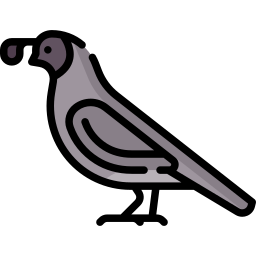 Quail icon