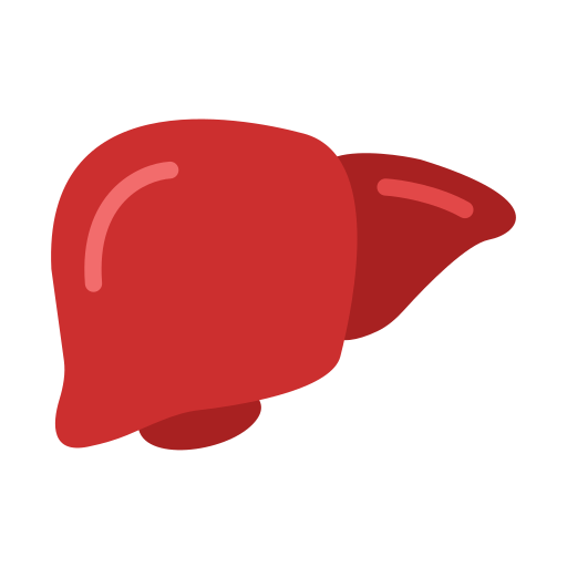 fígado Generic color fill Ícone