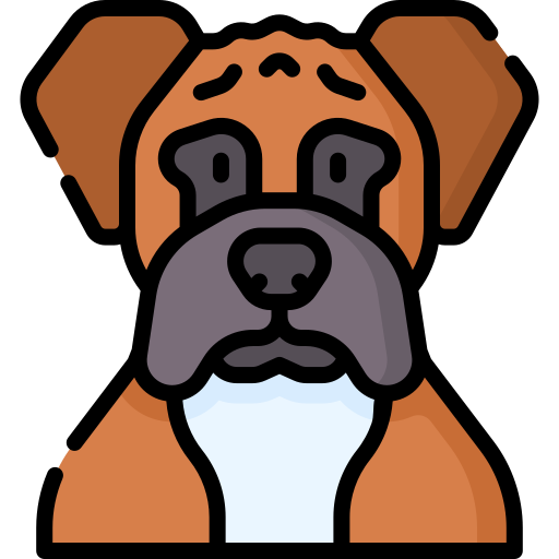 boxer Special Lineal color icon