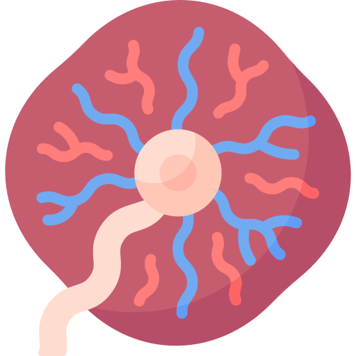 Placenta Special Flat icon