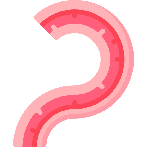 Duodenum Special Flat icon