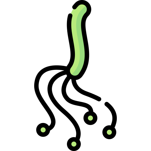 Helicobacter pylori Special Lineal color icon