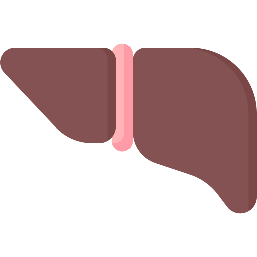 肝臓 Special Flat icon