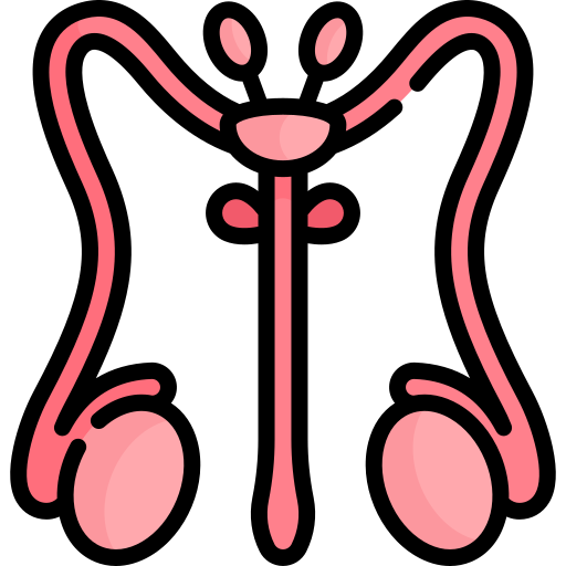 sistema reproductivo Kawaii Lineal color icono