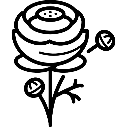 Ranunculus Special Lineal icon