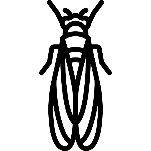 Cicada Special Lineal icon