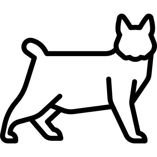 ピクシーボブ猫  icon
