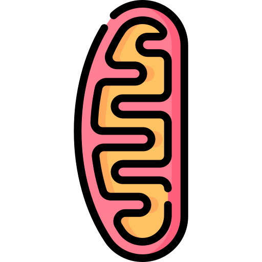 mitocondrias Special Lineal color icono