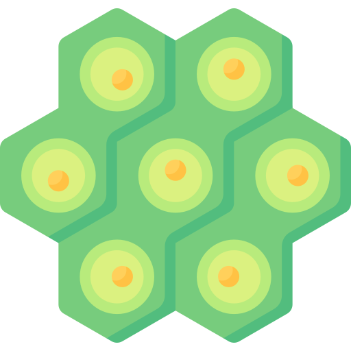 célula vegetal Special Flat icono