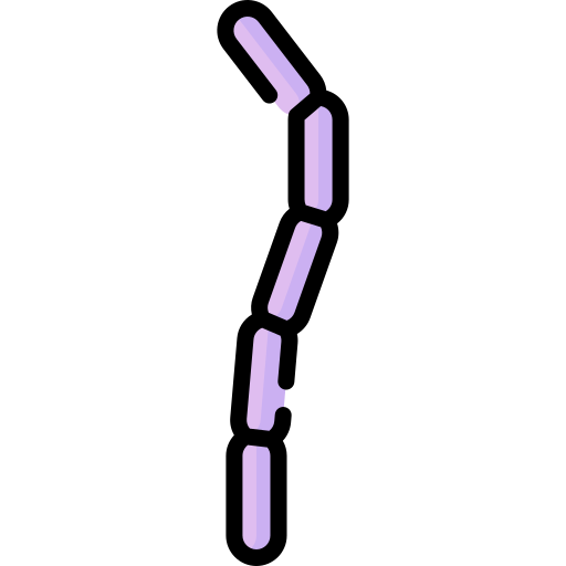 streptobacillus moniliformis Special Lineal color Icône