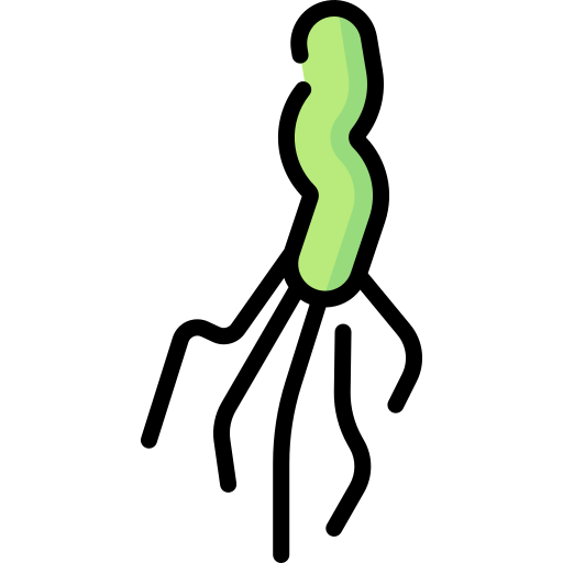 helicobacter pylori Special Lineal color icon