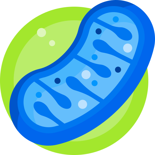 mitochondriën Detailed Flat Circular Flat icoon