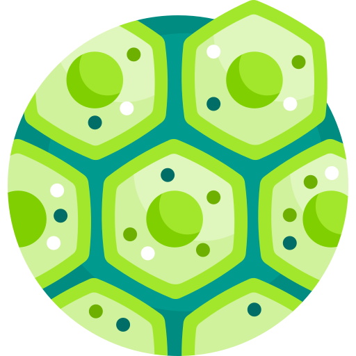plantaardige cel Detailed Flat Circular Flat icoon