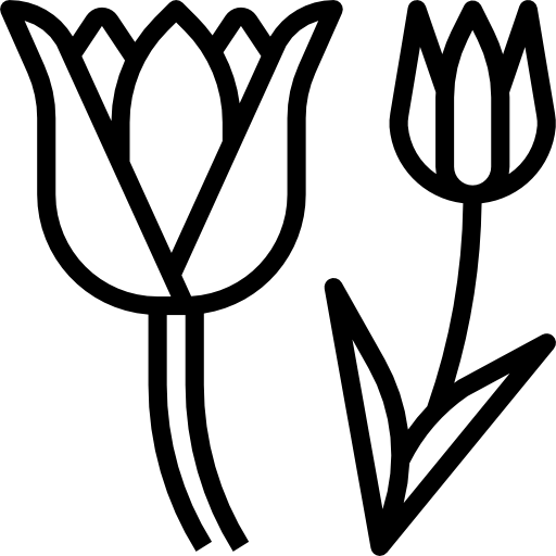 Тюльпан dDara Lineal иконка