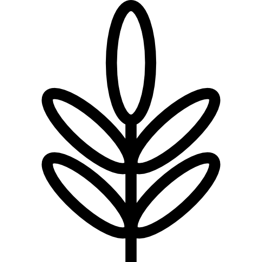 acacia Special Lineal icono