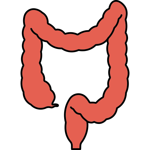 intestin Generic color lineal-color Icône