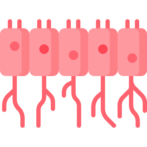células ependimarias Special Flat icono