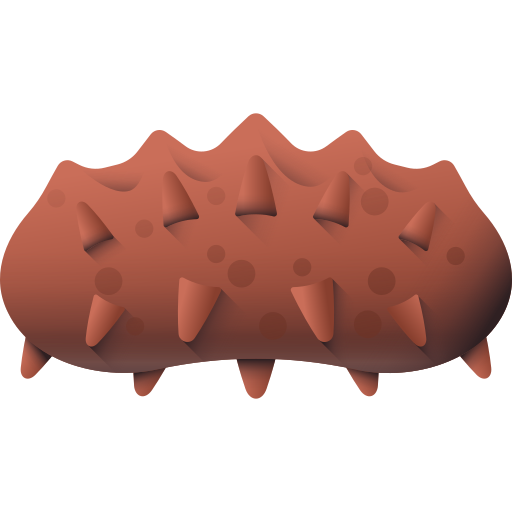 Sea cucumber 3D Color icon