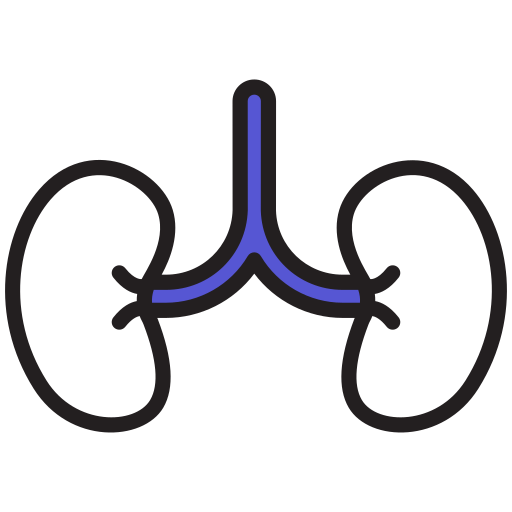 Kidneys Generic color lineal-color icon
