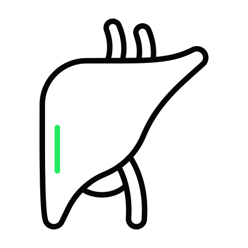 hígado Generic color outline icono
