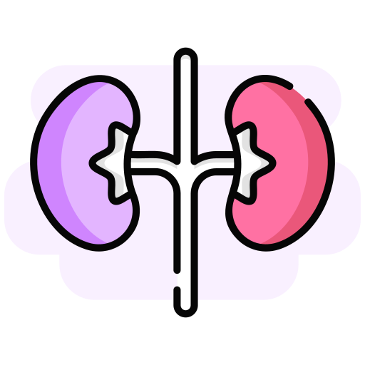 Kidney Generic color lineal-color icon