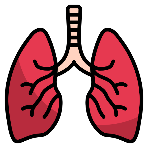 呼吸器系 Generic color lineal-color icon