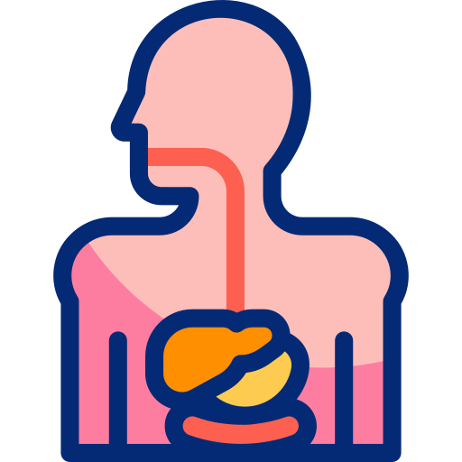 système digestif Basic Accent Lineal Color Icône