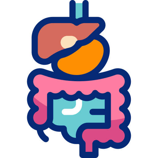 Digestive system Basic Accent Lineal Color icon